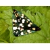 Scarlet Tiger Moth dominula 10 larvae 